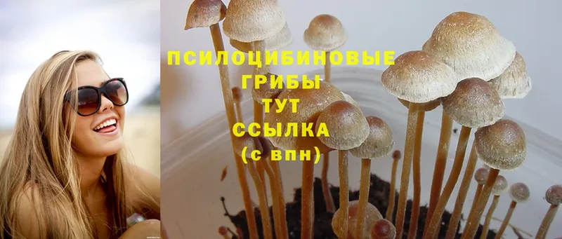 Псилоцибиновые грибы Magic Shrooms  сколько стоит  Духовщина 